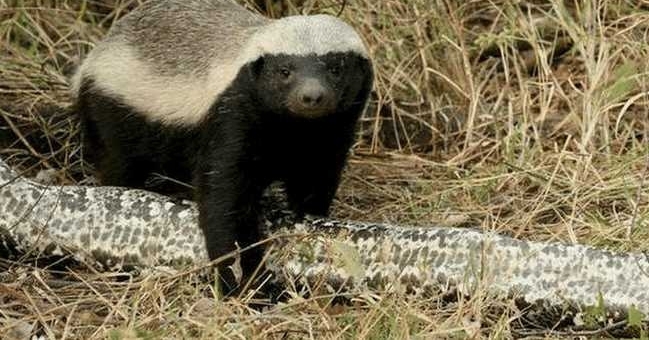 ������ǿ�������, �����ײ�, ���һ�����������!