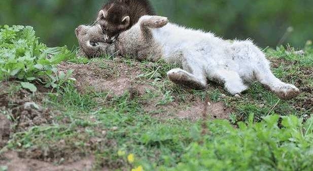 ������ǿ�������, �����ײ�, ���һ�����������!