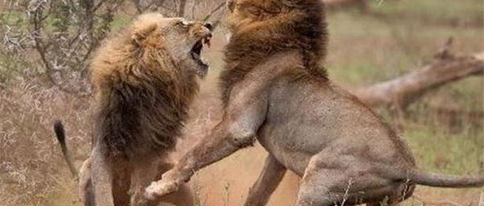 ��ֻ��ʨ����ʱɱ�������ߣ�������������Ϸ���Ե�һĻ