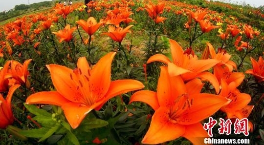 ���������ٺ�ʢ�ŷ����ƺ�