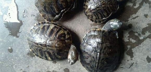 ũ���ֵ�֮����ֳ����ÿֻ������500Ԫ����׬10����