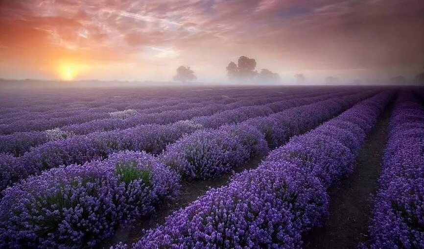 �Ϻ�޹�²ݽ����ˣ������������㣬һ���߹���Զ������