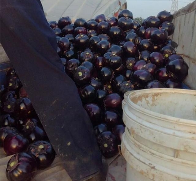 ���ӷ����ˣ�һ����7ëǮ����ү����̰�ڵĹ����������˲��ϳԣ�