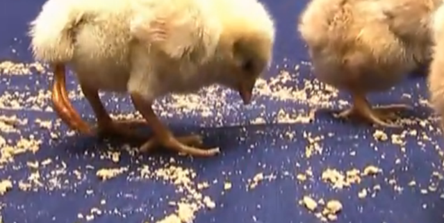 �������Ƴ�һֻ�����ȵ�С���������˶��������