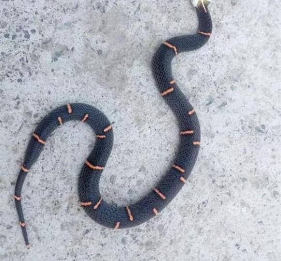 һׯߡ ʶ