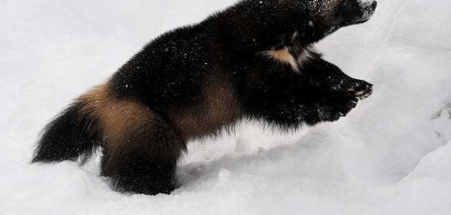 ������ǿ�������, �����ײ�, ���һ�����������!