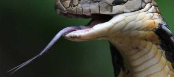 ���������Ǻ������ߣ����Ķ���ҩ�ɽ�