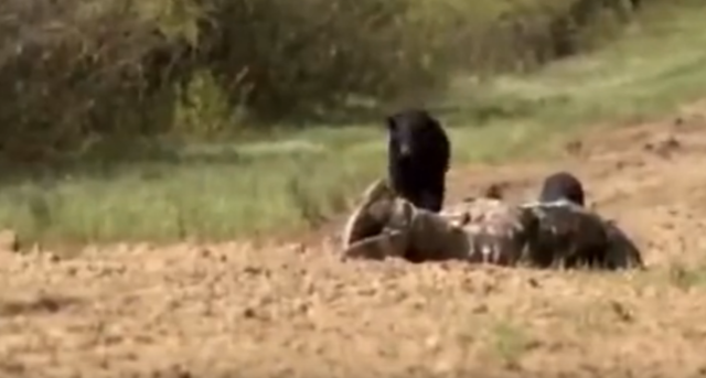 ������ɽ��Ұ��������������Ұ����ʮ���ļһ����ſ��װ��