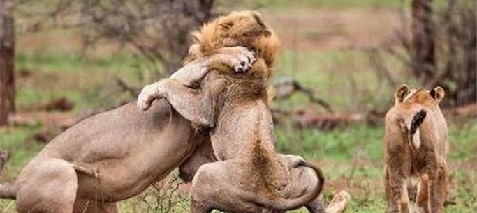 ��ֻ��ʨ����ʱɱ�������ߣ�������������Ϸ���Ե�һĻ