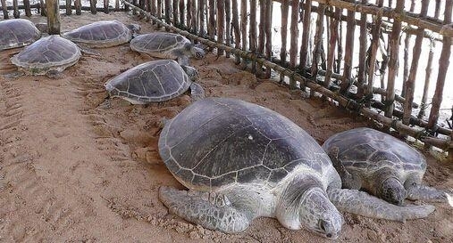 ũ���ֵ�֮����ֳ����ÿֻ������500Ԫ����׬10����