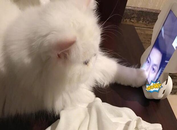 ��������ҹɹ��밮è����������Ǹ�Ů����