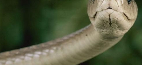 ���������Ǻ������ߣ����Ķ���ҩ�ɽ�