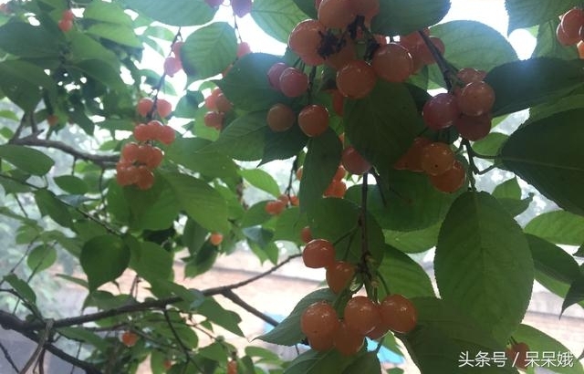 ũ������ժ�Լ�ӣ�������������˼�ʮ�飬��������ץ��