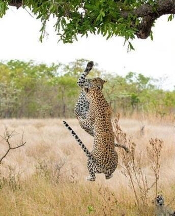 С���Ӿʹ����ϵ��¾���һ�̣�������һԾ����סС��!