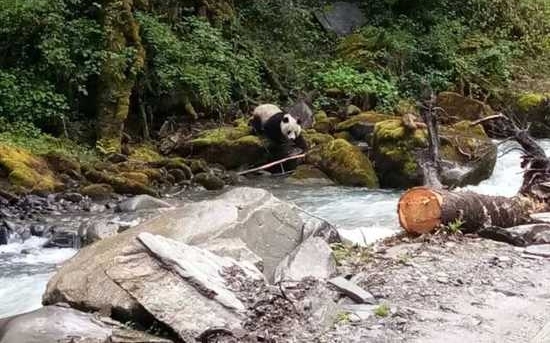 �Ĵ���������Ұ����è �ӱߺ�ˮ��������ת������