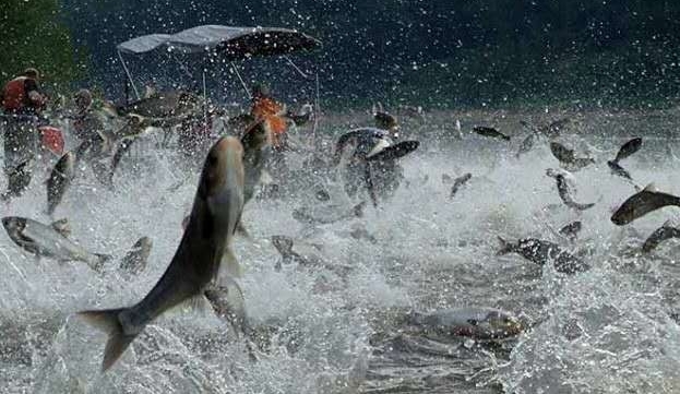 ��ɫ�������ִ������ֺ��������ɳ���н��в�ɱ