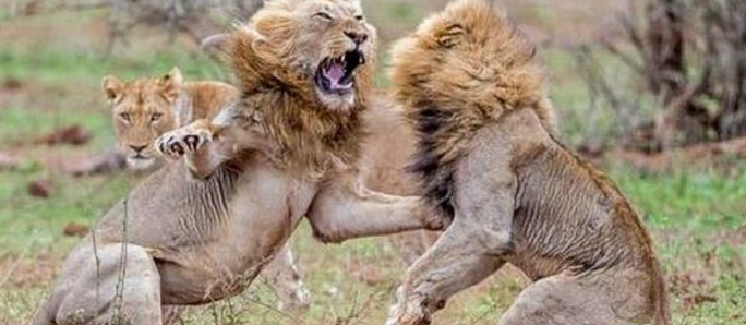 ��ֻ��ʨ����ʱɱ�������ߣ�������������Ϸ���Ե�һĻ