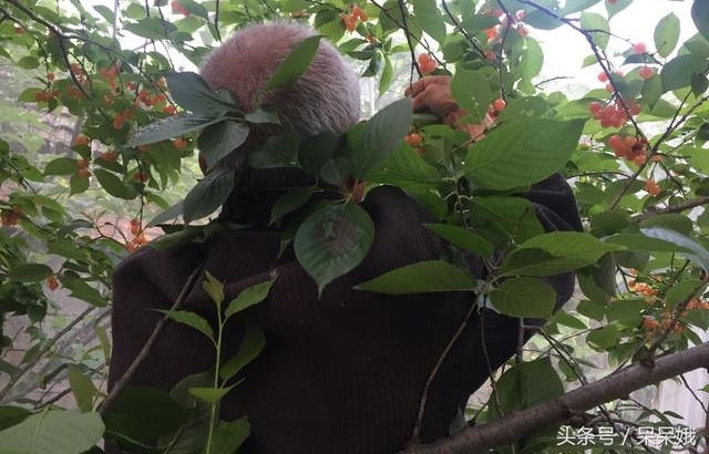 ũ������ժ�Լ�ӣ�������������˼�ʮ�飬��������ץ��