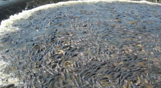 ��ɫ�������ִ������ֺ��������ɳ���н��в�ɱ