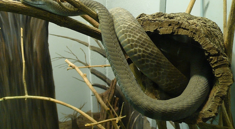 ���������Ǻ������ߣ����Ķ���ҩ�ɽ�