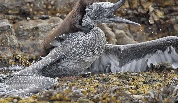 ������ǿ�������, �����ײ�, ���һ�����������!