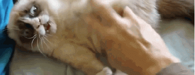 �����Ѿ�������������Ķ��ǡ���������Ϊɶ�������ǡ�����