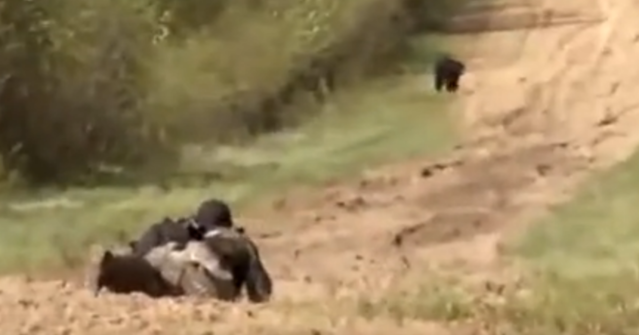 ������ɽ��Ұ��������������Ұ����ʮ���ļһ����ſ��װ��