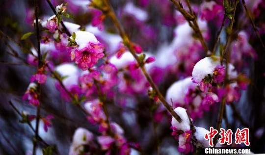 �������С��ĺ����ѩ �����뻭��