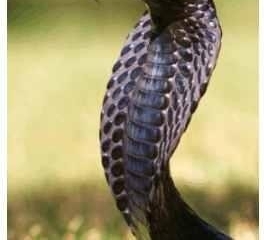 ����ʮ���ߣ����۹�����ֻ�ܵ���������