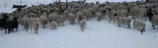 ��籦���㶵ͻȻ��ը���С����֫��������