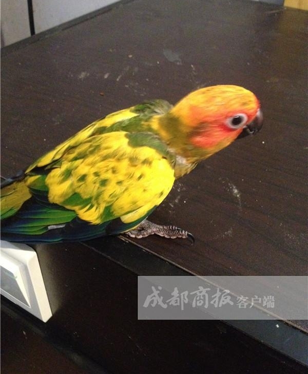 �ɶ�С���չ�9ֻ���� �����������塱��3��Ԫ