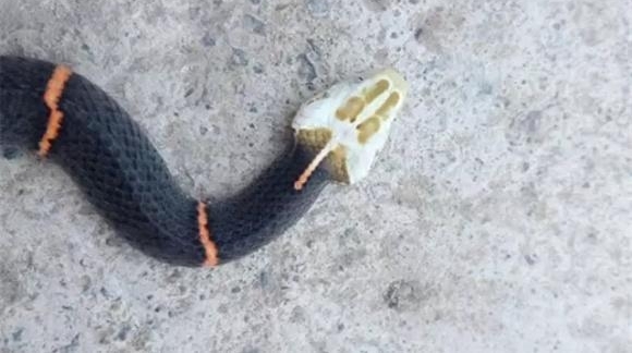 һׯߡ ʶ