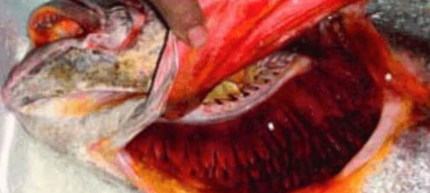 ������������ø�ר�Ҽ��������������������£�