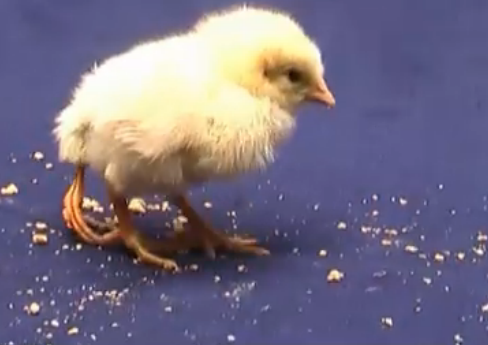 �������Ƴ�һֻ�����ȵ�С���������˶��������