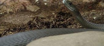 ���������Ǻ������ߣ����Ķ���ҩ�ɽ�