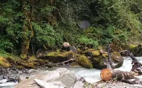 �Ĵ���������Ұ����è �ӱߺ�ˮ��������ת������