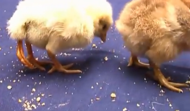 �������Ƴ�һֻ�����ȵ�С���������˶��������