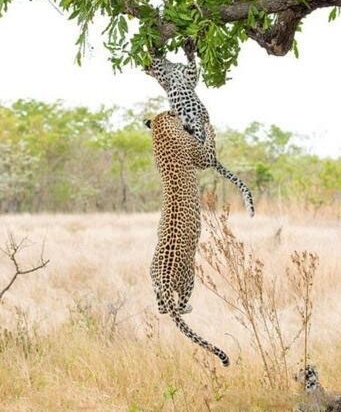 С���Ӿʹ����ϵ��¾���һ�̣�������һԾ����סС��!