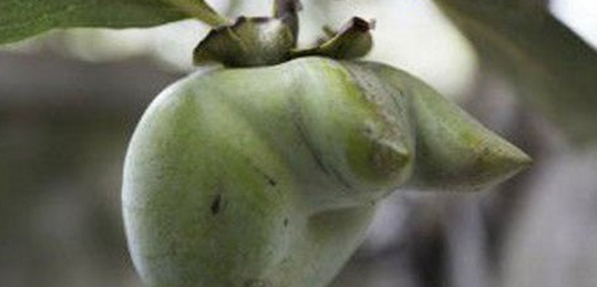 ũ���ү�ҵ��������Ͻ���������ӡ���ר�ҿ����뻨���Ǯ��ؼ�