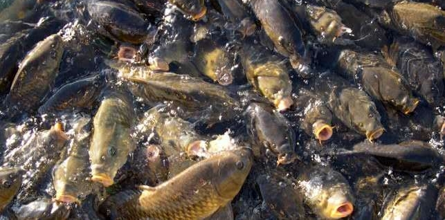 ��ɫ�������ִ������ֺ��������ɳ���н��в�ɱ