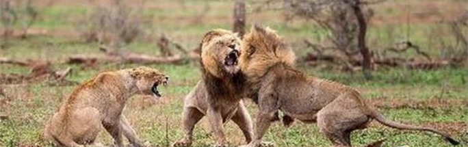 ��ֻ��ʨ����ʱɱ�������ߣ�������������Ϸ���Ե�һĻ