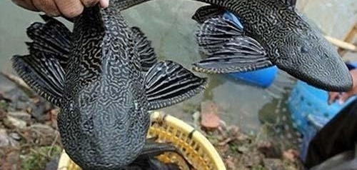 ���������й�Ӱ��ǳ��޴����Щ���ֶ���