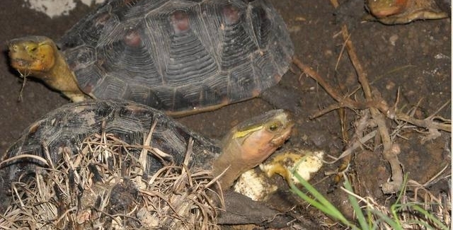 ũ���ֵ�֮����ֳ����ÿֻ������500Ԫ����׬10����