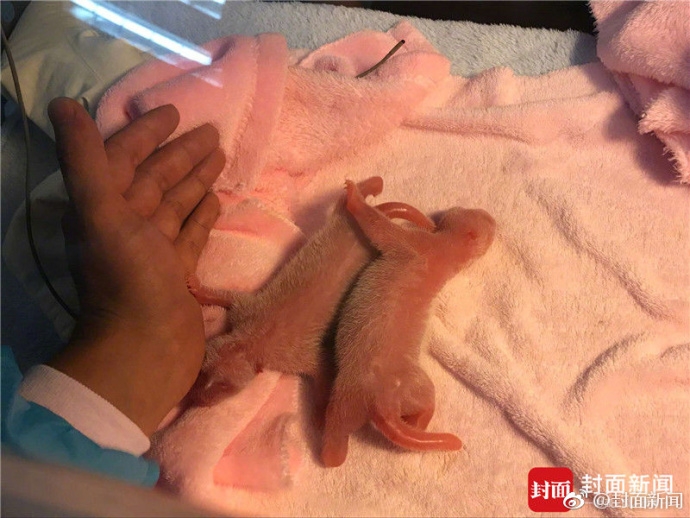 ����è���ɴ󡱲�������̥:����128.2g ����160.2g