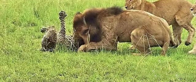 С������Ϣû�˸�͵Ϯ��ȴ��ͬ�Ŵ�ʦ��ʨ��ȺŹΧ��