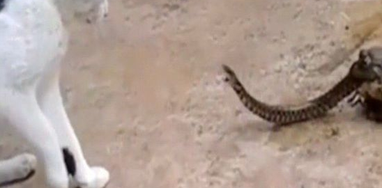 ������˼��è�ߴ�ս���ʤ����ȴ����� �������̽�����