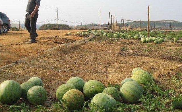 ũ������ֹ�, ��������Ϸŵ��������չ�