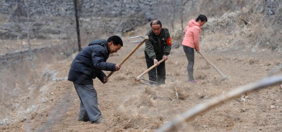 ���ũ�嵥����ӵ��26���ң�ÿ���Ҷ�����������