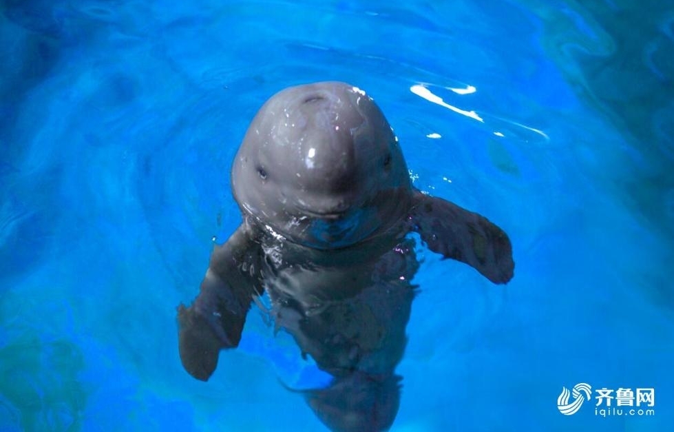 ������ֻ�˹���ֳ�����Ľ���ӭ����һ���ꡱ����