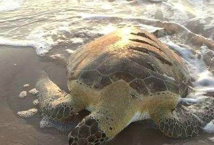 ���˺��걻���ϰ����˿��������Ʊ���������